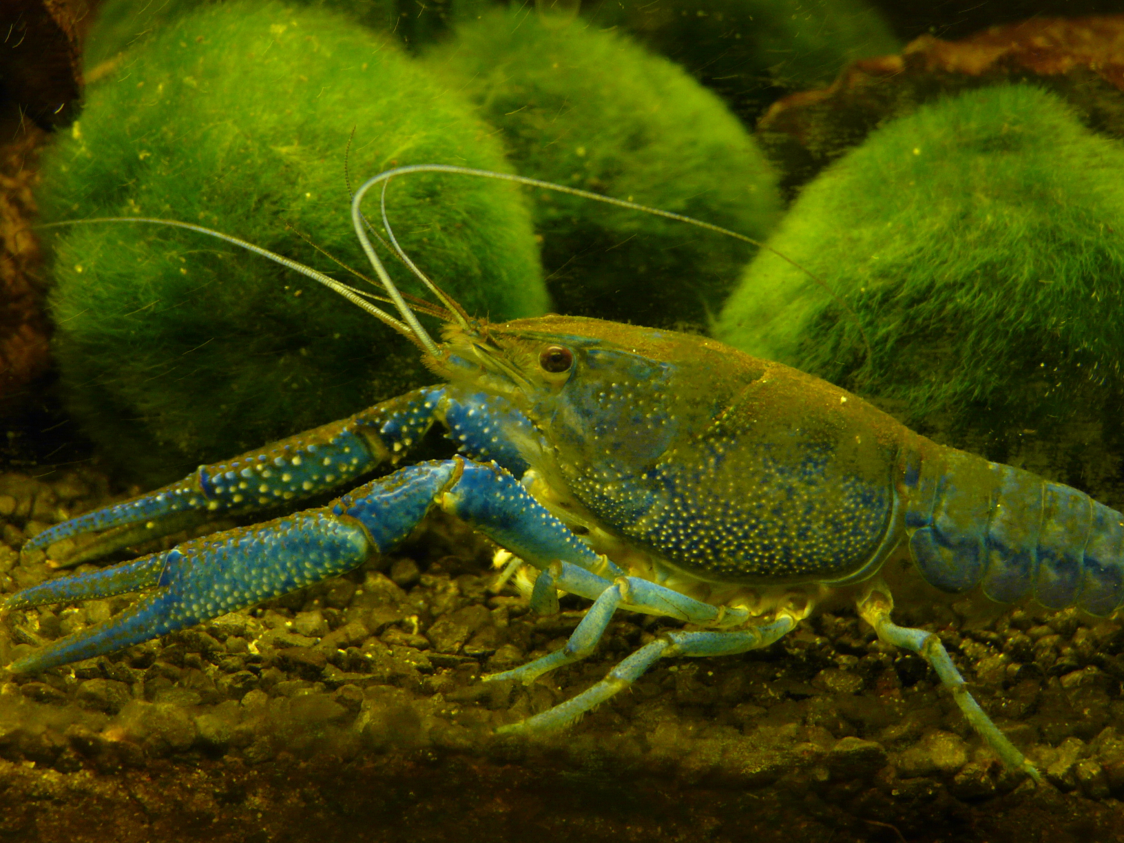 p1000115.jpg