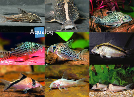 www.aqualog.de