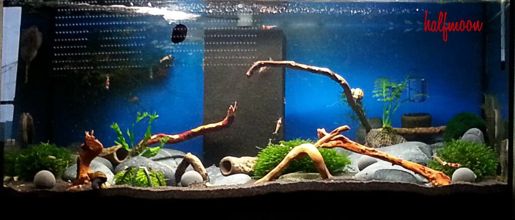 my-fish.org