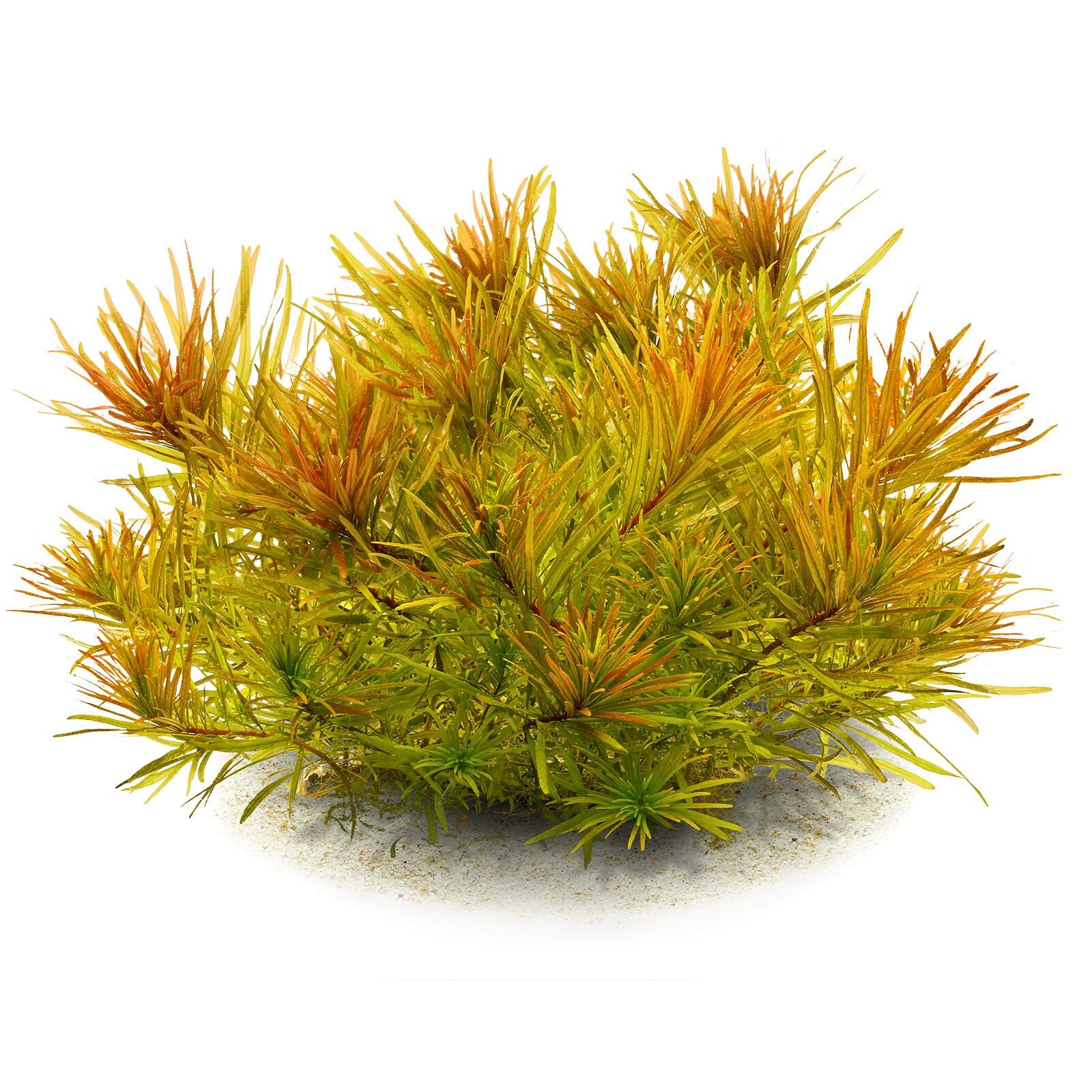 www.aquasabi.de