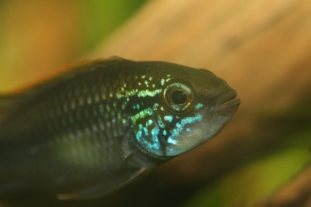 Apisto.jpg