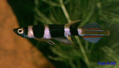 AnnulatusConakryCIM.jpg