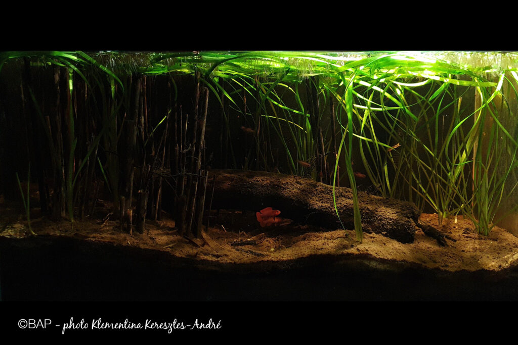 biotopeaquariumproject.com